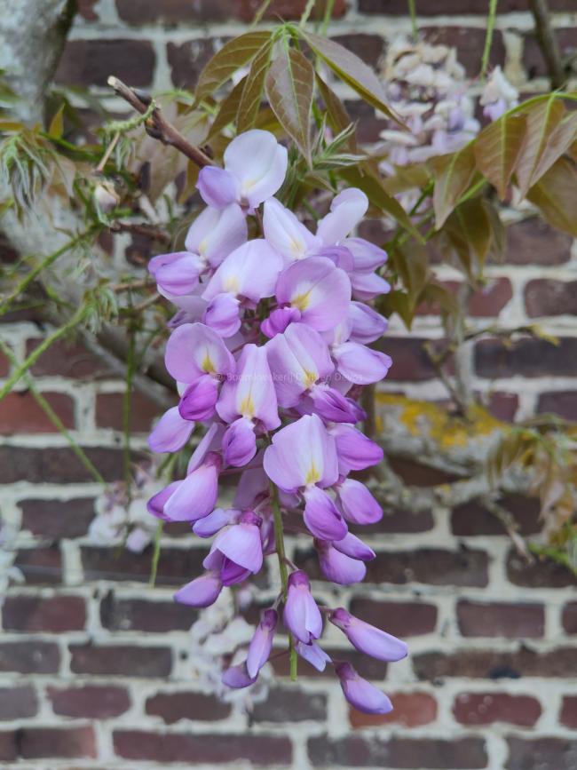 Wisteria sinensis 'Soleil'