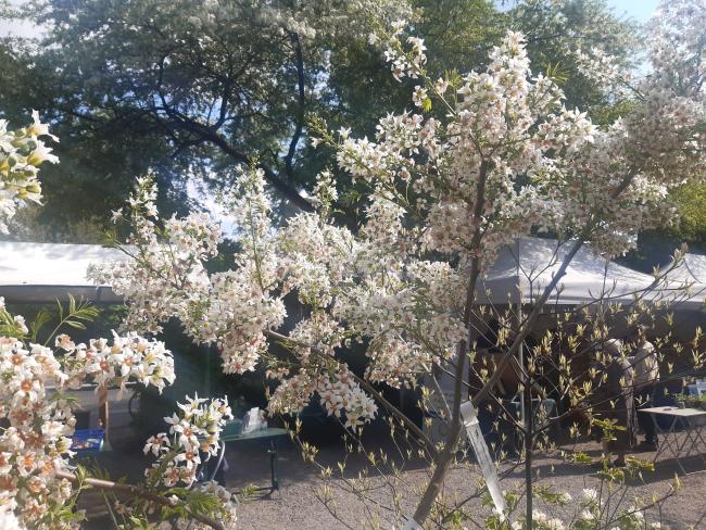 Xanthoceras sorbifolium