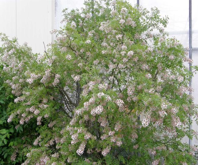 Xanthoceras sorbifolium