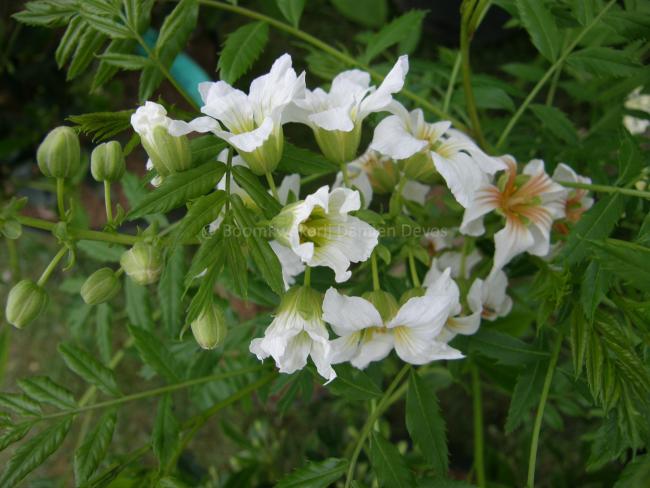 Xanthoceras sorbifolium