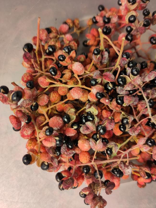 Zanthoxylum giraldii