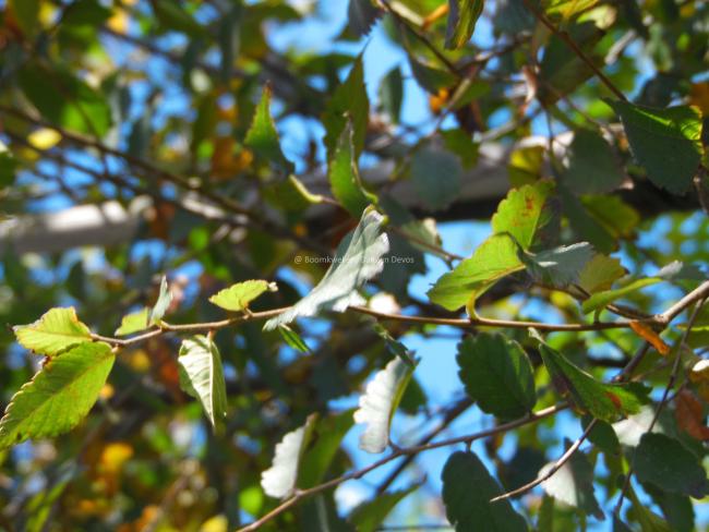 Zelkova sinica